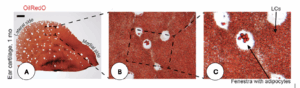 Cartilage d’oreille de souris, lipochondrocytes