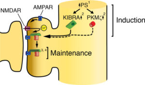 KIBRA-NMDAR-AMPAR-PKMC